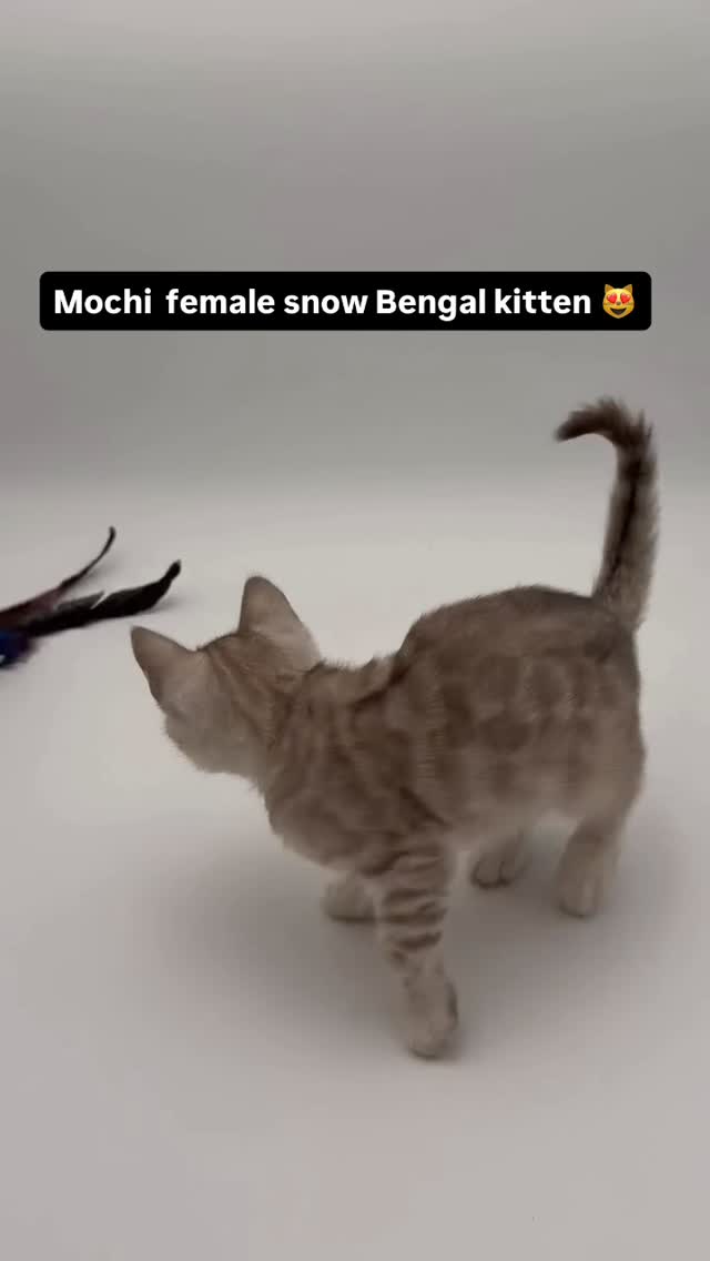 Little Mochi the snow Bengal is a little cutie pie 😻 she is bengal female searching for her forever family. #bengalkitten #bengalcat #cats #fyp