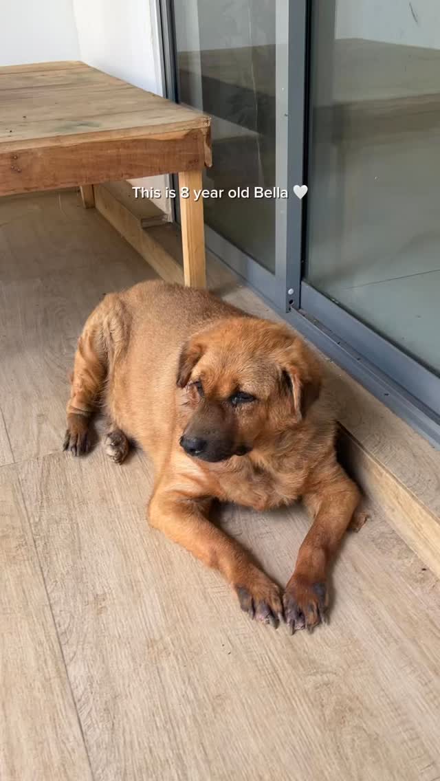 Bella has truly stolen our hearts 💗
If you or anyone you know are looking to adopt a dog, or would like to donate please see the link in our bio 🐶🐾
#animalwellnesstrust #rescuedogs #srilanka