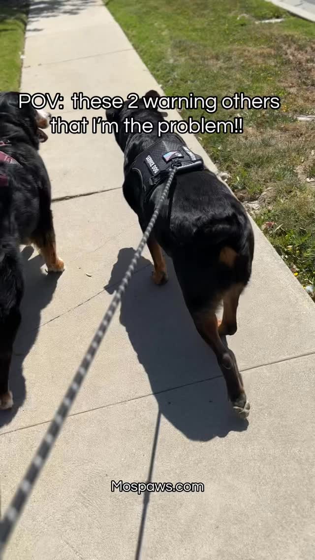 Telling er’one that I’m the problem. #dogsofinstagram #mospaws #mustlovedogs #doggram