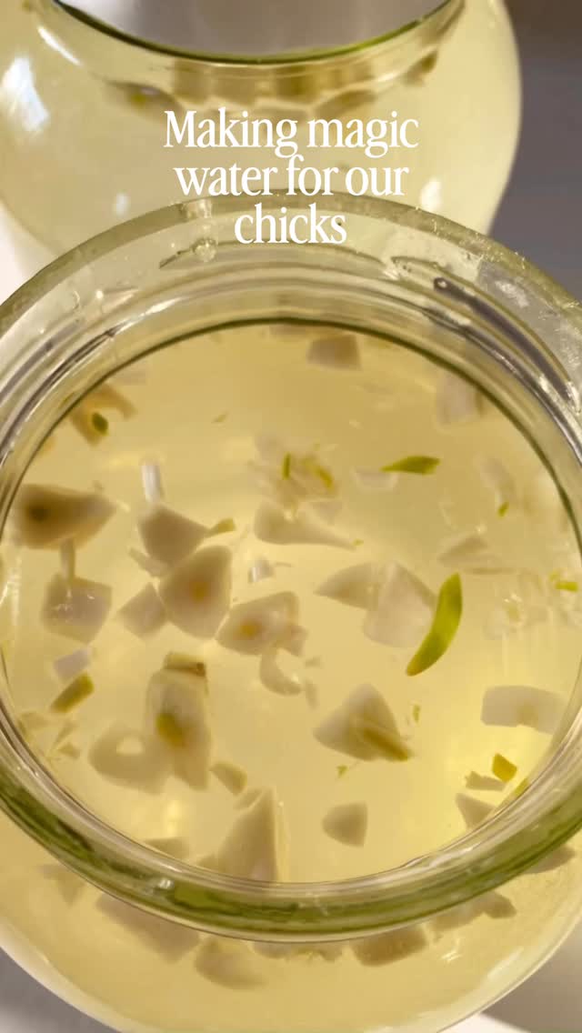 Meat birds arrive Thursday! This is what we ditched the packaged electrolytes for years ago and our chicks and have done great with it.
For a half gallon:
2 cloves crushed Garlic
2 tablespoons Honey or molasses
Splash of Apple cider vinegar
Filtered water
Mix it up and give it to them after they arrive and through their first couple days. We also give this to chickens who may be sick or if we suspect they need an immune boost.
#chickens #immunesupport #farm #magic #chicks