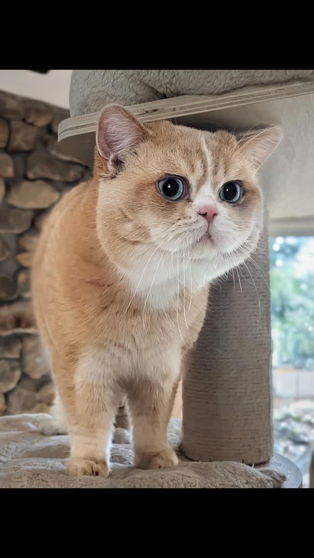 My future king. Oden is one bear of a cat. He is a cream golden British Shorthair with dominant blue eyes. He has a stocky build and an amazingly thick coat. His father Solomon is looking for a new home to continue breeding or as a pet. Both boys have amazing temperaments!
#ey12 #britishshorthair #creamgoldencat #blueeyedcat #dbe