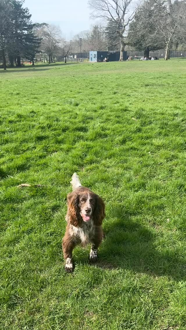 Life lately at The Happy Tails Club 🐶🐾
#cardiff #dogs #dogwalks #cardiffdogs #cardifflife