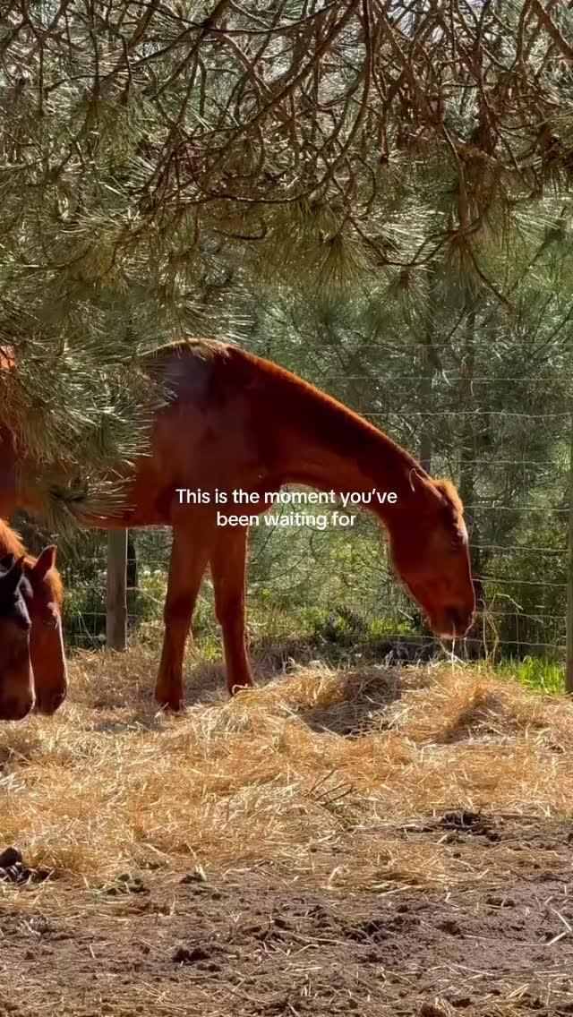 An experience designed to be felt, not rushed.
Ride through forest trails, along the dunes, with open views over the ocean.
Calm, connection, and just the right touch of adventure.
Just 40 minutes from Lisbon.
Private and group rides available.
Book your experience 🤍
#litshorses #praiadomeco #lisbonadventures #horseridingportugal #passeioacavalo