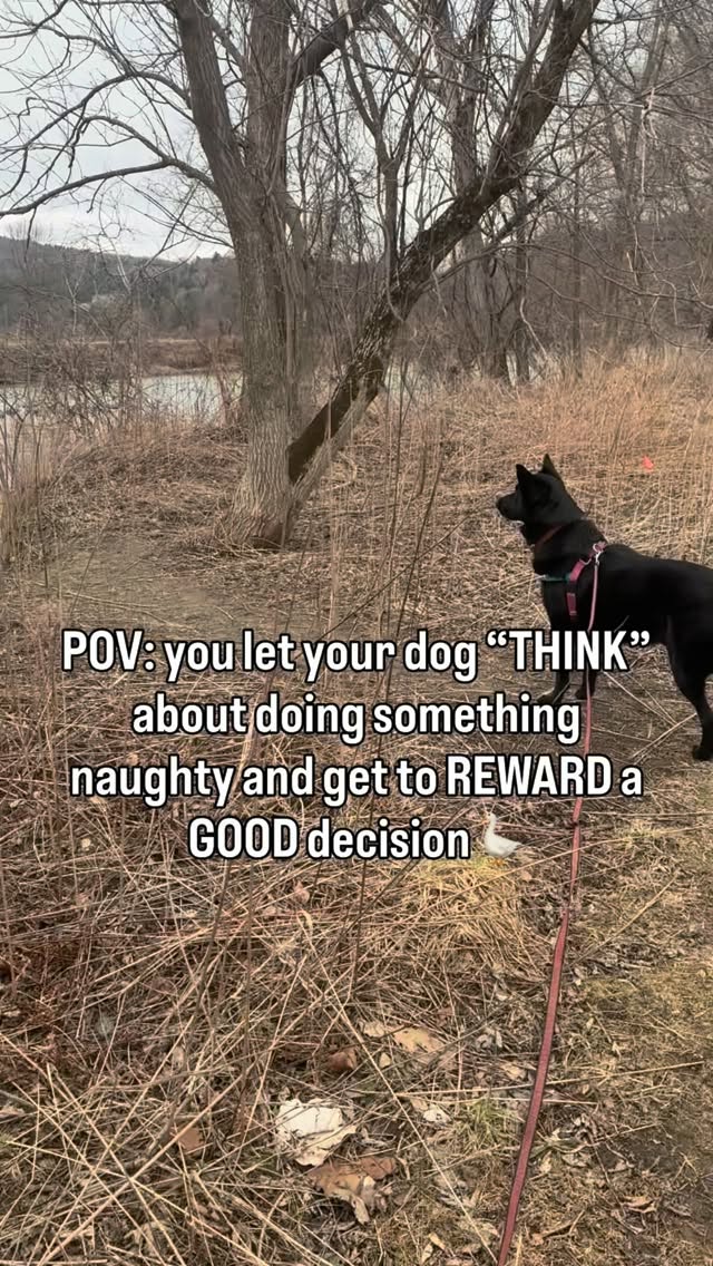 Let your dog THINK and make their own decisions! Reward the GOOD decision heavily, you will start seeing them MORE! Prevent the not so good or even dangerous decisions by managing the environment. Use a long line or just keep them on leash. This looks small but Jet used to just b-line it to any critter that moved, or even water WITHOUT geese, he is obsessed with swimming. But this time of year that water is FAST. It’s dangerous for him to make that decision even though he thinks it would be a blast. And let’s be honest chasing geese is FUN.
By letting him think here, he is learning that watching geese is fine, and checking in with me gets him tasty snacks. If he decided to go, he would hit the end of the long line and learn thats not an option with a good outcome.
Start at a distance that your dog can think in though. Don’t set up feet away from a goose and expect this same outcome. With time though maybe you could! This applies to many scenarios, not just critters…
•
•
•
#positivereinforcementdogtraining #geeseofinstagram #preydrive #management #longline