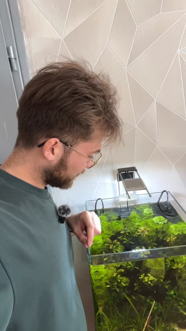 Petite routine nourrissage des crevettes, toujours bien accompagné des produits GioiaShrimp ✅
#aquarium #nature #shrimp