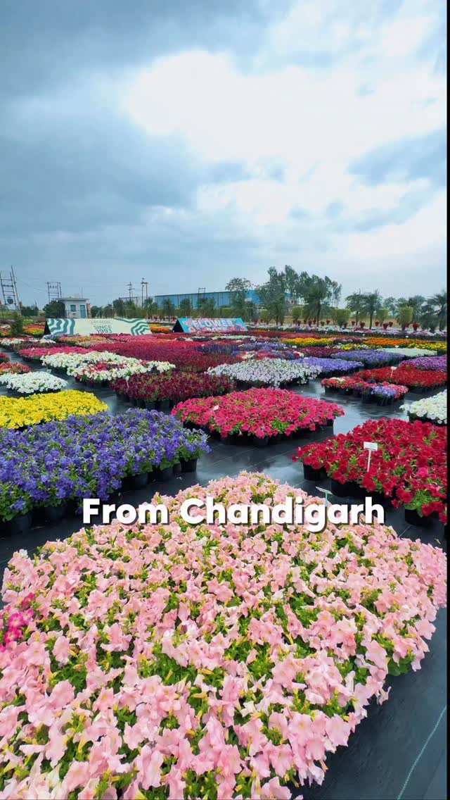 Just 1 hour away… and a whole world of colours waiting to be experienced 🌸
Rows of blooming pots, each one grown with care, creating a space that feels more like a garden than a destination.
Sometimes, you don’t have to go far to witness something truly beautiful.
Location: Biocarve Seeds, village Dhablan, Patiala-Nabha Rd, Patiala. (Just look for “Biocarve Seeds” on google maps)
If you’re around Chandigarh or nearby, this is one of those sights you’ll want to see for yourself. 🌼
#Chandigarh #Patiala #PunjabDiaries #FlowerSeason #BloomingGarden