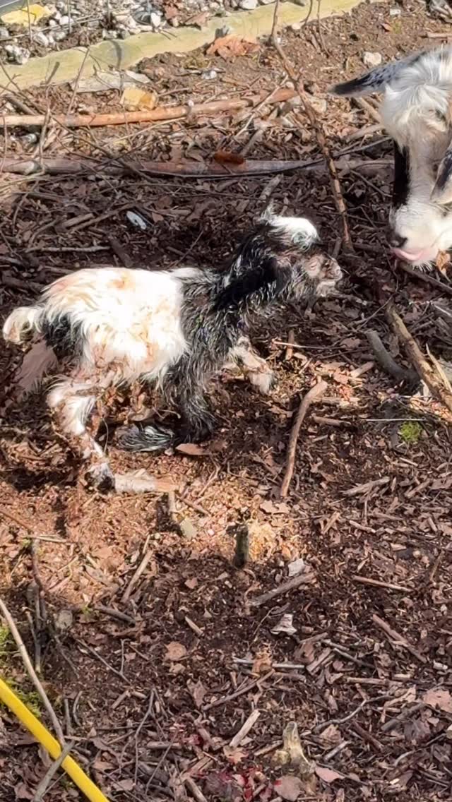 March 22, 2026
Not every day on the farm goes as planned —
today, three baby goats arrived earlier than expected
It all happened so quickly, but watching their mama stay calm and strong through it all was something special.
A few visitors happened to be there and quietly stood by, witnessing the moment and cheering her on.
Moments like this are why we do what we do.
Welcome to the world, little ones 🤍
#uufamilyfarm
#farmmoments
#newlife
#babygoats
#greatestmom