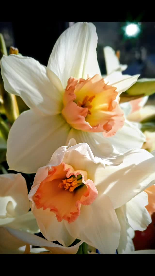 #hebdenbridge #massagetherapist
#tarotcards
#massage #tarot
www.wildwoodmassage.co.uk