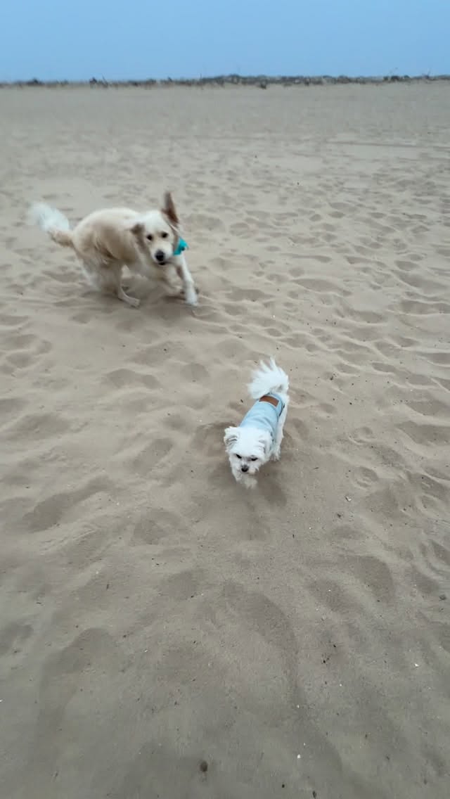 El gringo, Benito, salió más latino que mis hijos! #doggydaycare