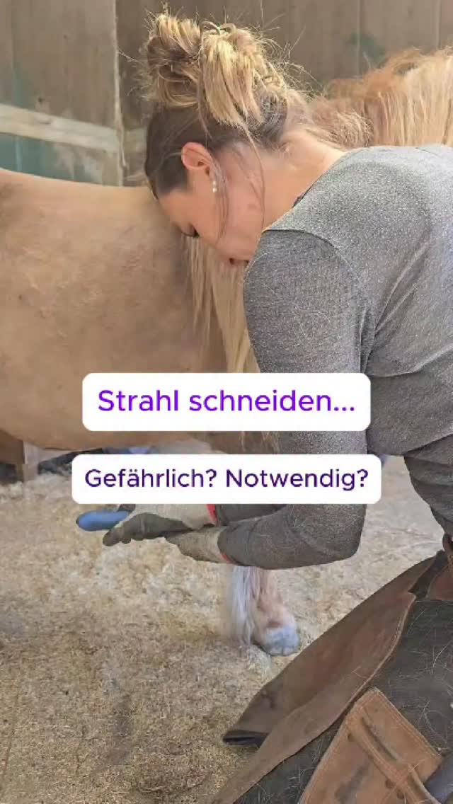 Viele denken beim Strahl sofort:
„Da muss man schneiden.“
Und genau da passieren die größten Fehler.
Nicht alles, was am Strahl „anders“ aussieht, ist krank.
Und nicht alles, was man wegschneiden kann, sollte man auch wegschneiden.
Gesundes Gewebe blind zu entfernen, schwächt die Struktur.
Nur oberflächlich zu „korrigieren“, löst kein Problem.
Der Strahl ist kein optisches Bauteil.
Er ist funktional.
Und genau deshalb geht es nicht darum, ihn „schön“ zu schneiden –
sondern darum, ihn belastbar und funktionsfähig zu machen.
Das bedeutet:
- krankes und loses Material gezielt entfernen
- Druck reduzieren
- Strukturen öffnen, damit Selbstreinigung möglich wird
- die Grundlage schaffen, damit Behandlung überhaupt greifen kann
Und genau hier liegt der Unterschied zwischen:
„Ich mache etwas am Huf“
und
„Ich verstehe, was ich tue“
Die meisten Probleme entstehen nicht, weil zu wenig gemacht wird –
sondern weil am falschen Punkt angesetzt wird.
Wenn du das einmal verstanden hast,
siehst du Strahlprobleme komplett anders.
Deine Ida von Herz Huf 💜
#hufverstehen #strahlfäule #barhuf #hufgesundheit #pferdewissen