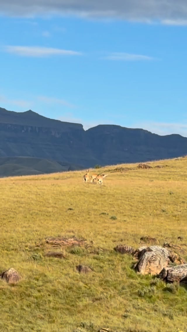 There’s just something about hiking in the Southern Drakensberg… it doesn’t even feel real sometimes.
The mountains roll on forever, the air is so fresh it almost stops you in your tracks, and everything just goes quiet in the best way. No noise, no rush — just you and the views.
It’s the kind of place that makes you slow down without even trying. You start noticing everything… the light, the breeze, the stillness.
Honestly, it’s not even about the hike — it’s how it makes you feel while you’re out there.
#drakensberg #southerndrakensberg #mountainviews #natureescape #hikingsa