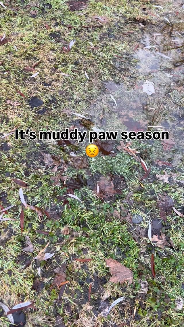 It can be a challenge to keep the pups entertained when the backyard is muddy in the springtime. That’s why we headed to @chuck_and_dons to grab some new toys from @talltailstrail for BOGO 50% off! #ad
We grabbed a rubber pinecone for Bert (top rack dishwasher safe!) and a super strong antler chew for Ernie. Tall Tails uses child product safety standards as a guide for their toy testing, so we feel great about letting the boys chew to their hearts’ content!
While our backyard thaws out for the season, we’ll be playing inside with our new Tall Tails toys!