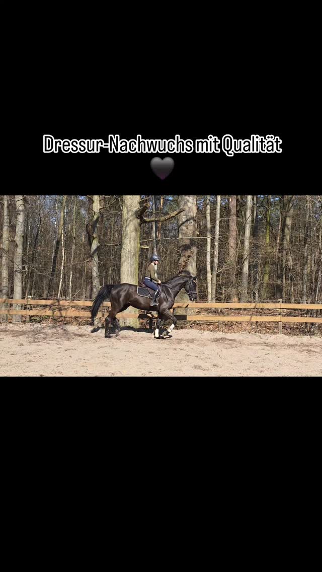 Wenn Größe auf Bewegung trifft… 🖤
1,72 m, großrahmig und bewegungsstark.
Angenehm zu reiten, brav im Umgang, bereit für die weitere Ausbildung.
Für ambitionierte Reiter – Infos per DM ✉️
# verkaufspferd #Braunschweig #equestrianlife #dressurpferd #dressurnachwuchs