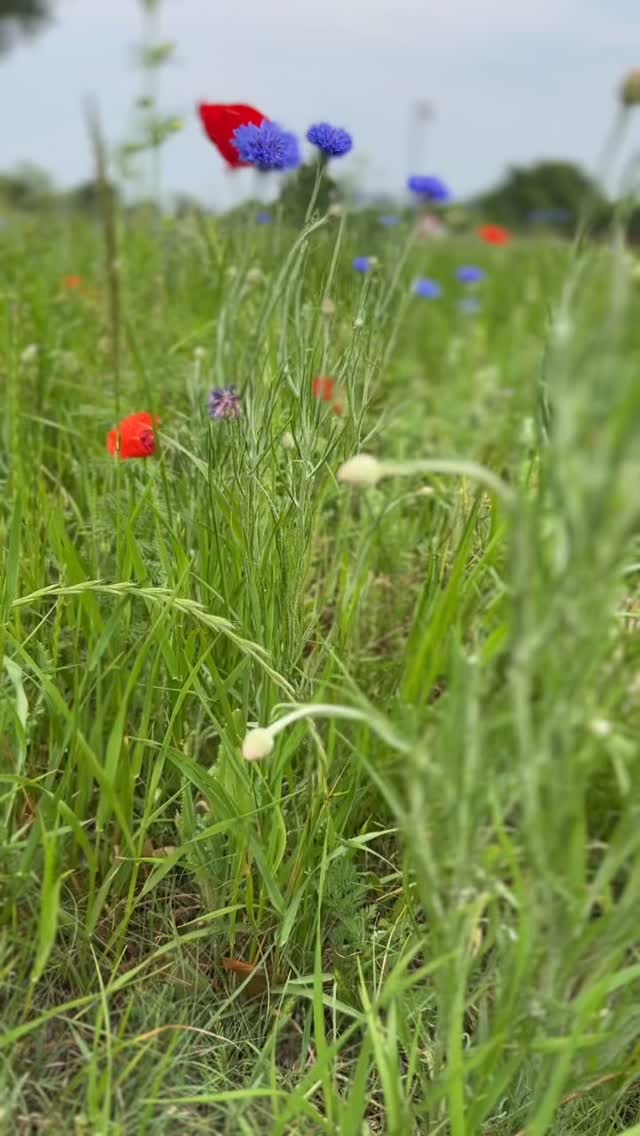 Have you seen the beautiful flowers popping up?
$50 off spring minis if you book before Sunday.
#richardsonphotographer #garlandphotographer #texaswildflowers #dallasphotographers #dfwphotographer