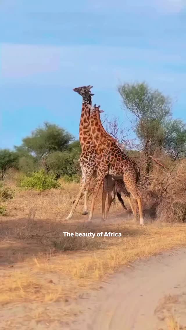 The beauty of Africa
info@gnqdesafaris.com
#gnadesafaris #tanzaniasafari