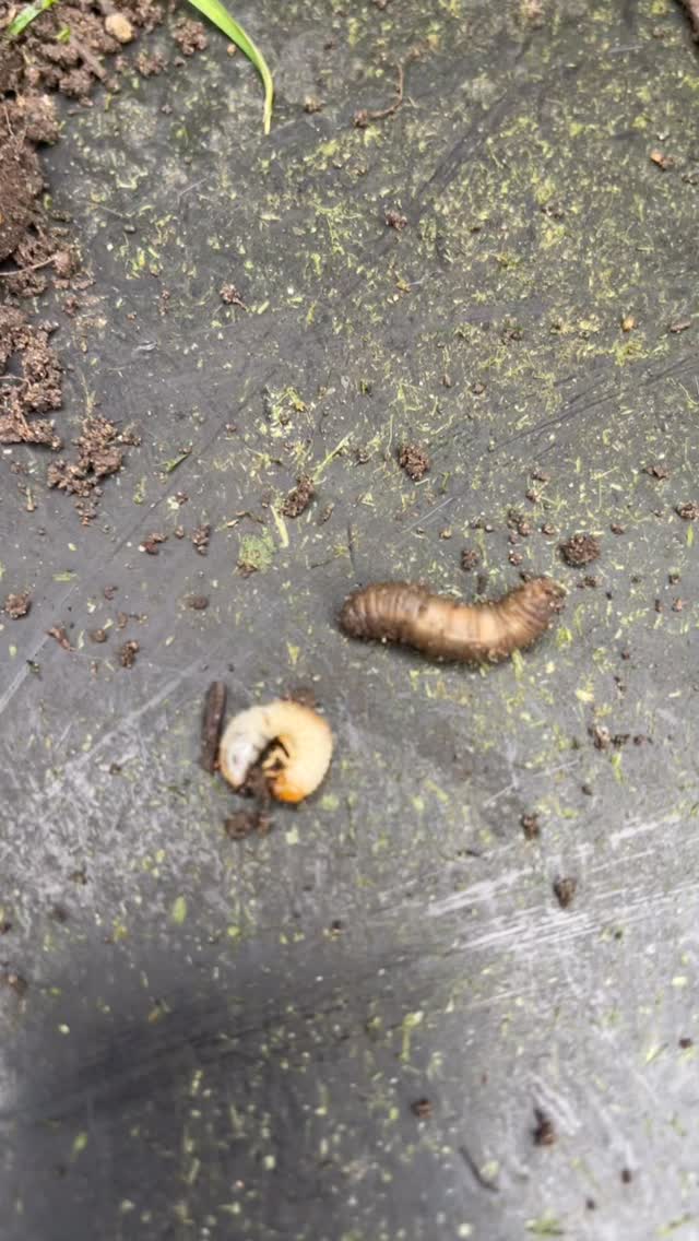 This incredibly wet winter has really impacted lawns, here side by side are the two pests that eat the lawn roots,especially in early Spring - the Chafer grub (creamy white) and the Leatherjacket (so called because of its leathery skin).
Environmentally friendly control can be carried out using specialized nematodes but needs to be applied to warmer moist soil so has to wait until late April for success.
Aerating the lawn helps to improve nutrient uptake and spring feeding will improve the outcome as stronger root health tends to reduce the impact of these infestations!
#merlinlawncare #nematodes #environmentallyfriendly #winchesterbusiness