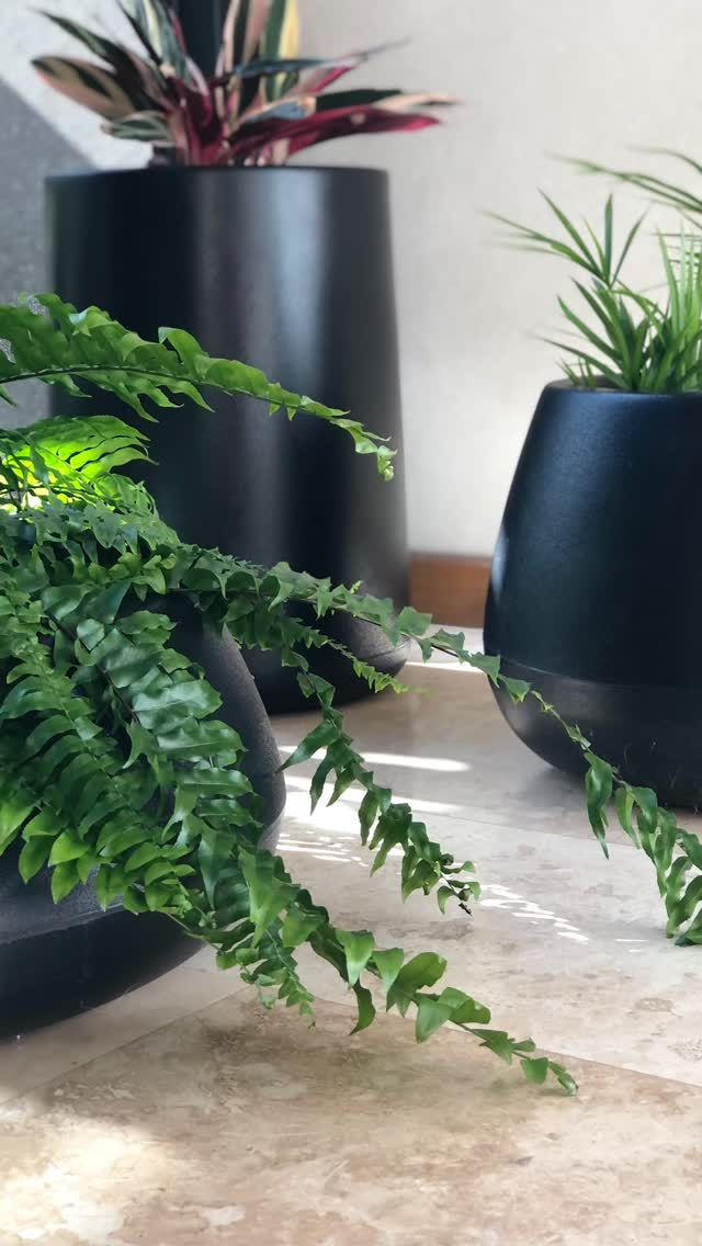 #Paisajismo #plantasdeinterior #macetas #zonanorte #plantas