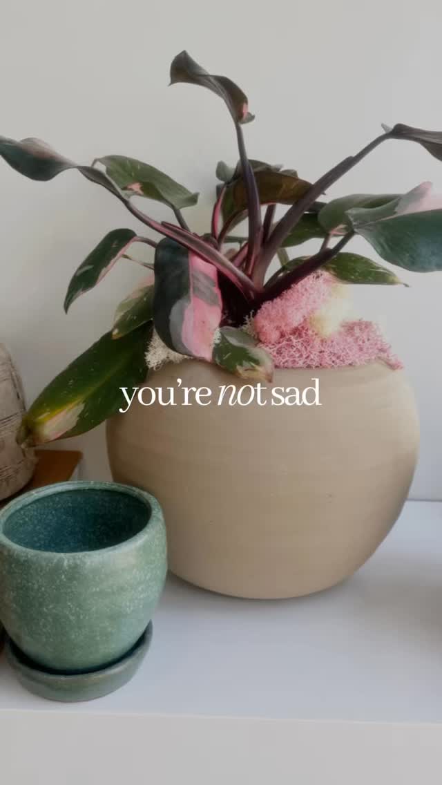 Happy Sunday 🤍
You’re not sad… you just needed this.
A slower morning, a softer space, something living and beautiful to reset the room, and you.
Let the light in, pour something warm, and breathe a little deeper today.
#plantology #sundayreset #slowliving #plantstyling #cozycorners