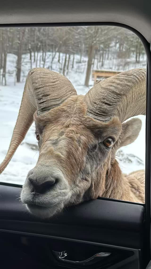 Parc Omega in Quebec has always been a dream destination of mine, and finally being there turned it into an unforgettable experience full of incredible memories.
