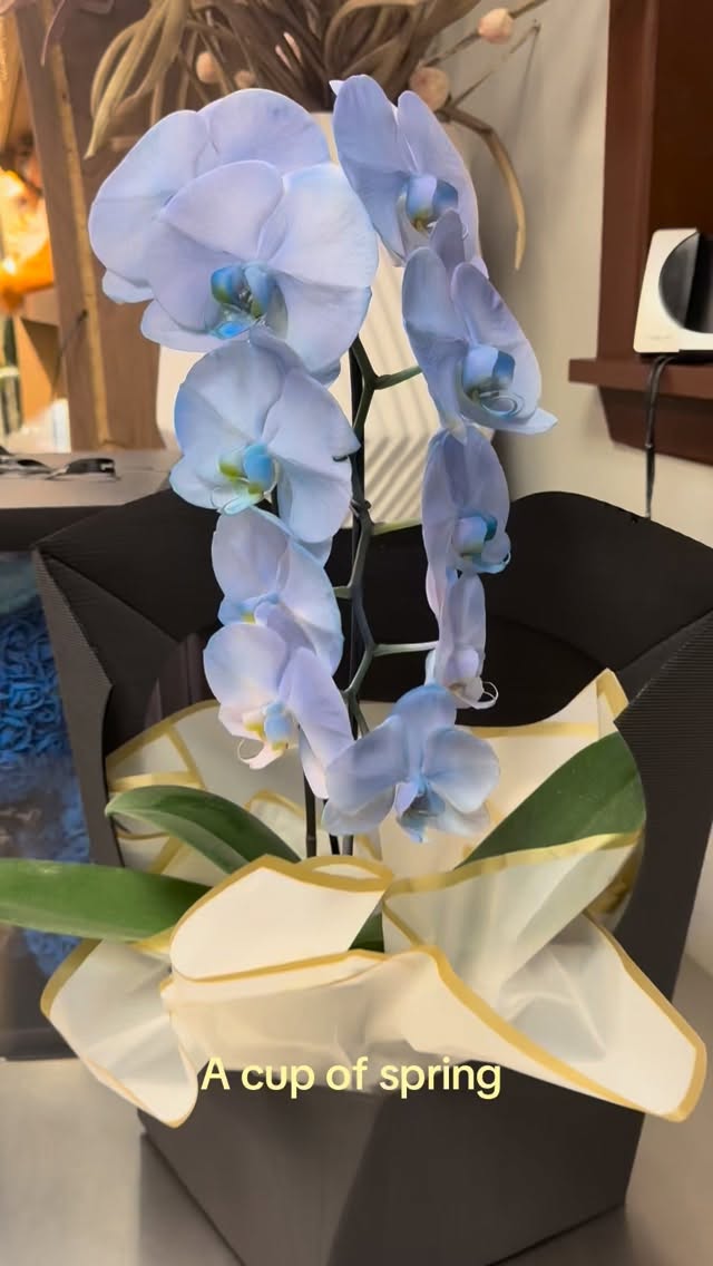 A little bit of spring… in a cup 🌸☕
Who needs coffee when your mug blooms instead?
Would you keep flowers in your cup or drink from it? 👀
#springvibes #floweraesthetic #muscari #cozydecor #floraldesigners