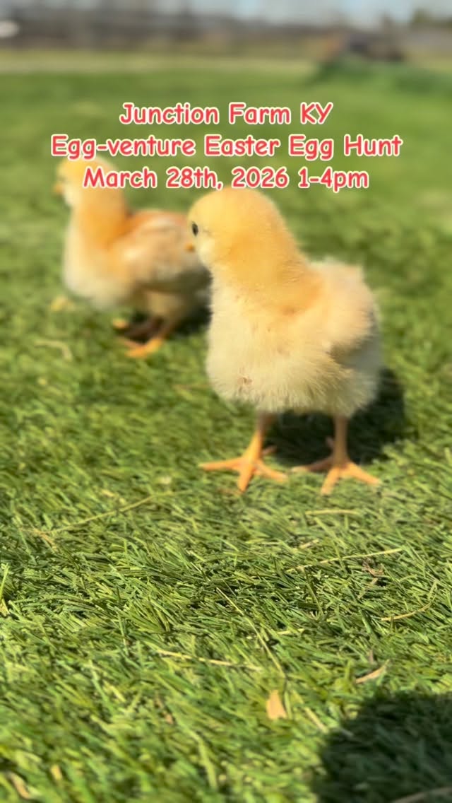 We are so excited for the Egg-Venture!! #easter #egghunt #louisvilleky #farmlife #babychicks
