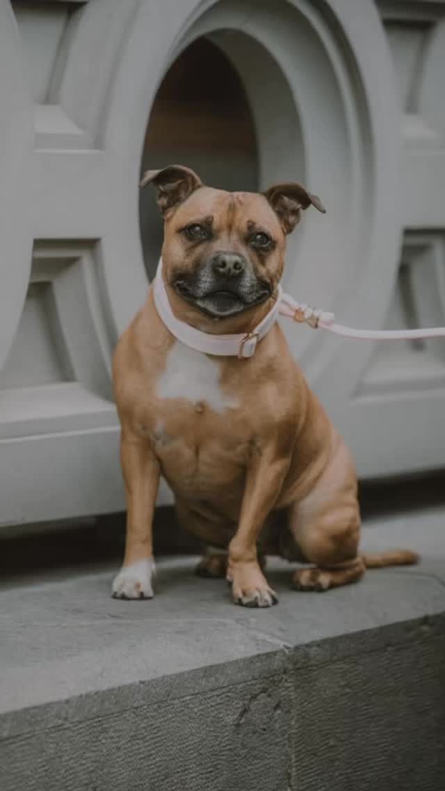 Your dog isn’t just a pet… they’re family ❤️🐶
And family deserves something personal.
A collar, personalized with their name ✨
Made to look beautiful… and give you peace of mind.
Because the little details?
They mean everything 🐾