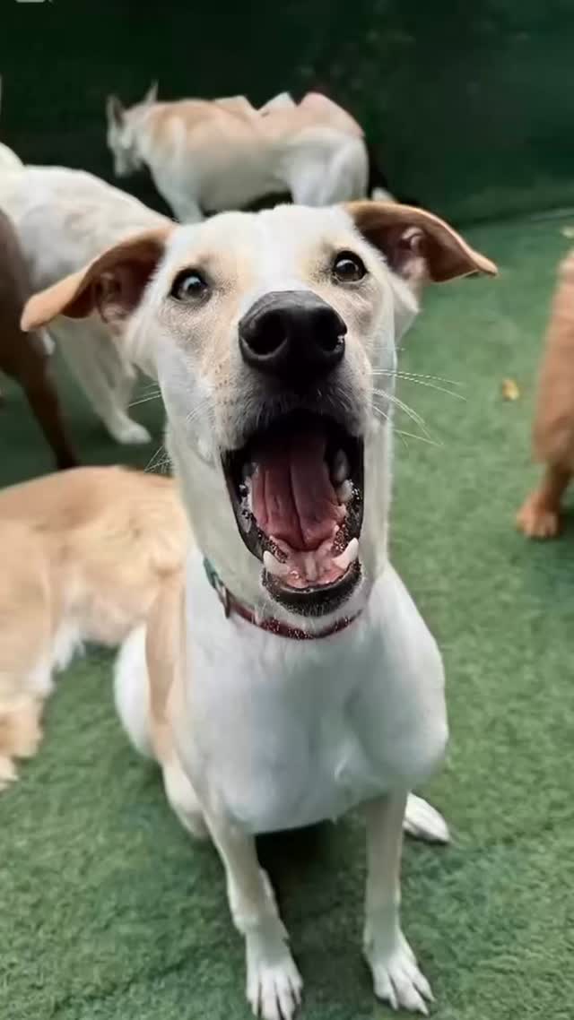 We have a new handler at SPOT! 🩵, we asked him who his favorite pups are and he sent us a really cute video…enjoy! 😇
Does this man already deserve a raise? 😉 Comment below 👇🏼
#dog #dogdaycare #dubai #dubaidogdaycare