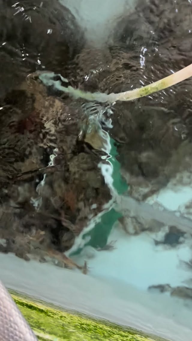 We have crawdads in stock now
$7.00/Dozen $0.75/each