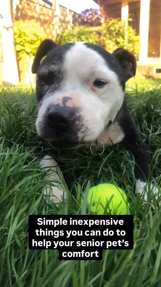 Our golden oldies have spent years being our loyal companions, now as they start to find navigating the world a little more challenging, here are some simple and effective things we can do to help them! ✨
The best thing is, a lot of it is budget friendly!
🐾 1: Monitor walking times. Is your dog looking stiff or tired towards the end of their walk? Try trimming down the walking time or giving your dog rest breaks to prevent fatigue
🐾 2: Keep the claws short and pads trimmed! Those fluffy grinch toes are very cute but not helpful for our dogs’ traction. Long claws also affect toe angle making it harder for our dogs to place their paws correctly. Keeping everything groomed will give your dog more chance to grip.
🐾 3: Keep them warm: Keep beds away from draughty areas, utilise coats and jumpers and avoid cold water during walks. Cold weather affects our pets joints just like it does ours!
🐾 4: Keep them lean: Extra weight means extra strain on joints and organs. Keep treats low fat and to a minimum. Remember to check your pet’s food guide levels, lower activity pets may need a reduced amount of feed than they used to.
🐾 5: Avoid slippery floors: Slippery floors can be a real challenge for your pet. Carpet mats, runners or rubber matting placed in high slip-risk areas really help your pet to navigate their home without risking further injuries and confidence loss.
Want more tips to help your senior pet? Message us to day or visit www.furapy.uk