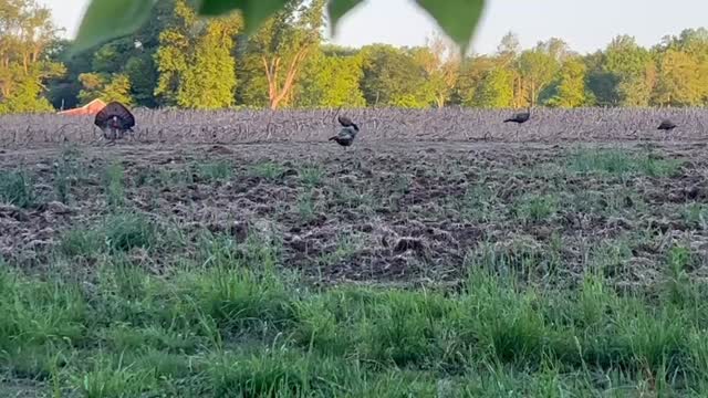 Only 3 more sleeps until turkey season! Are you joining us this season? Link in bio to sign up.
#turkeyhunting #hunter #disabled #adaptive #overcomingchallanges