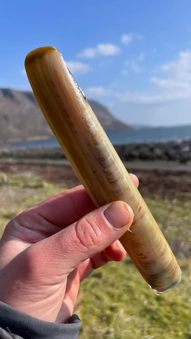 Equinox adventures 🪸
Low spring tides at the weekend took us to the shore to forage for edible seaweeds and spoot clams!
I just love wandering about the shore at a low tide, it’s like a fleeting glimpse into another world.
Some of the seaweed was dried, some frozen and some just eaten straight off the shore raw and crunchy. The spoots didn’t make it home! 🤤
.
.
.
.
.
.
#foraging #scotlandswildmedicine #seaweedforaging #spoot #wildfood