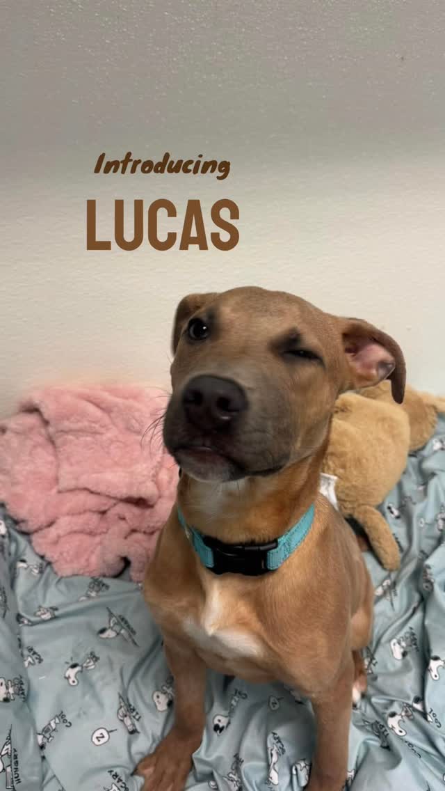 If you were looking for an introduction, here it is. 🐾
Lucas is ready to find his person! This handsome guy is the perfect mix of well-mannered, hopeless romantic, and outgoing.
He truly wants to be around YOU!
Check the link in our bio to fill out an application!
#apromisemadealifesaved #pitbullpuppys #kcdogs #kansascitydogs #kcadoptabledogs