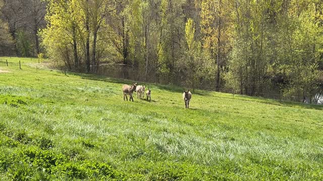 All is Well … #donkey