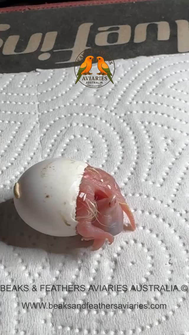 Assisted Hatch for a baby Pied Sun Conure that was a beach hatch. It was trying to come out of the wrong end of the egg, so to speak 🥰
#piedsunconure
#recessivepiedsunconures
#yellowsunconure
#babyparrots
#cutebabyparrots
#handraisedparrots
#parrotlove