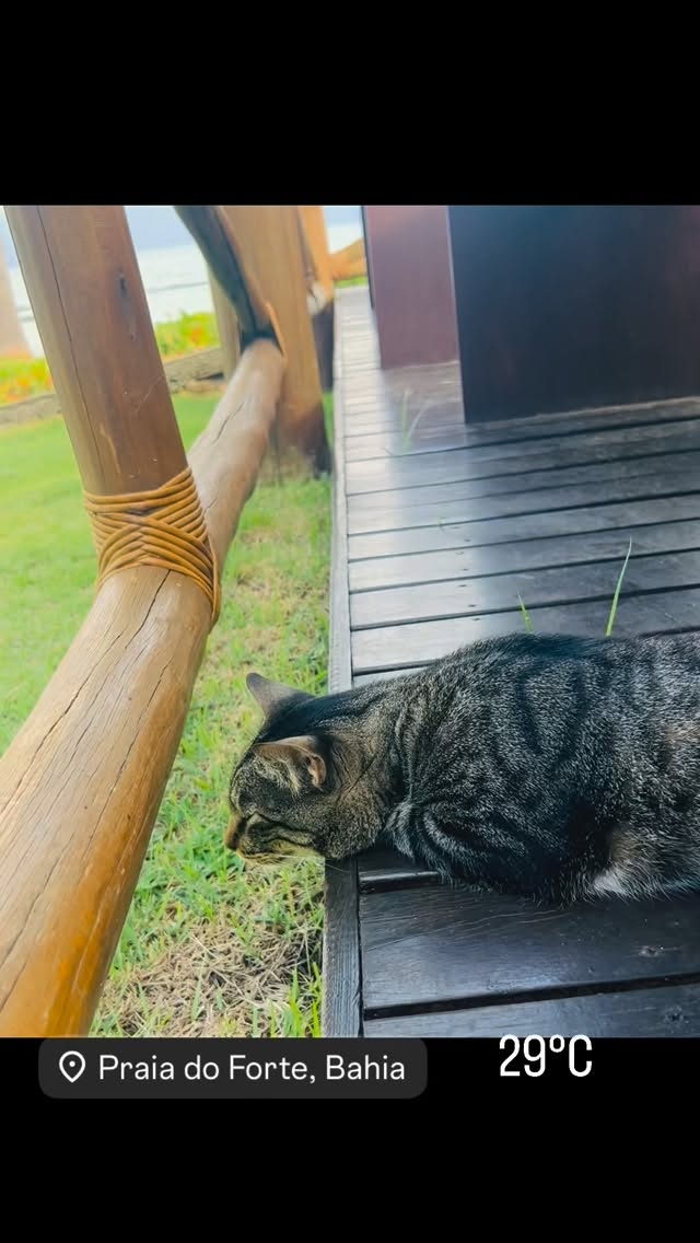 A little bit of cute BRAZILIAN FAUNA 🇧🇷🦎 #ClemensUnterreiner #brasil #fauna #travel #news 📸©️CU | @clemensunterreiner