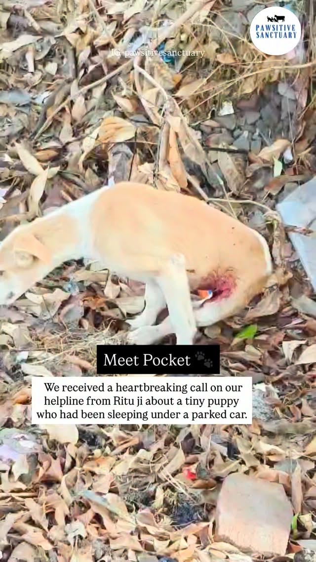 Today, we introduce our newest little fighter ā Pocket š¾
We received a heartbreaking call on our helpline from Ritu ji about a tiny puppy who had been sleeping under a parked car. When the vehicle moved, he was crushed underneath it. The impact left him with severe injuries ā his leg was completely torn open near the thigh, and he was in unbearable pain.
When we rescued him, his condition was even more distressing. His entire body was covered in thorns, as if he had been trapped in bushes, causing immense discomfort. We carefully removed all the thorns and thoroughly disinfected his wounds to prevent infection and give him some relief.
Even though we are already handling multiple rescues and are running at full capacity, cases like this cannot be ignored. Pain cannot wait. So we stepped in, brought him to safety, and immediately began his treatment.
This is also a gentle reminder ā please always check under your vehicles before moving them. A few seconds of awareness can save an innocent life.
Every single contribution helps us continue rescuing and treating babies like Pocket. We truly cannot do this without your constant support.
Please keep supporting us and send all your love and prayers to our little Pocket š¤
Stay tuned for his recovery updates ā he needs all of us.
Thank you š
š PayPal: @pawsitivesanctuary
š American and Global Donors: pawsitivesanctuary.networkforgood.com
š Canadian Donors: pawsitivesanctuary.com/donate
š E-transfer: infopawsitivesanctuary@gmail.com
#rescuedogsofinstagram #stopanimalcruelty #dogreels #animalrights #donate