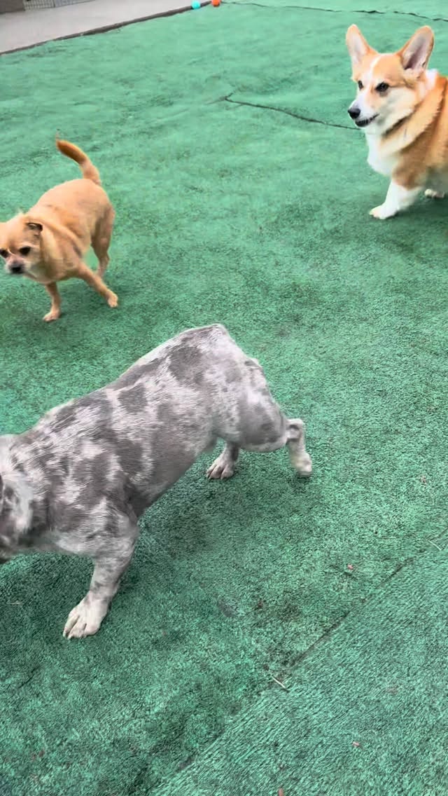 Just another day. With the Meatball militia. #meatballmania #frenchies #pawsplaydoggydaycare #tacomadoggydaycare