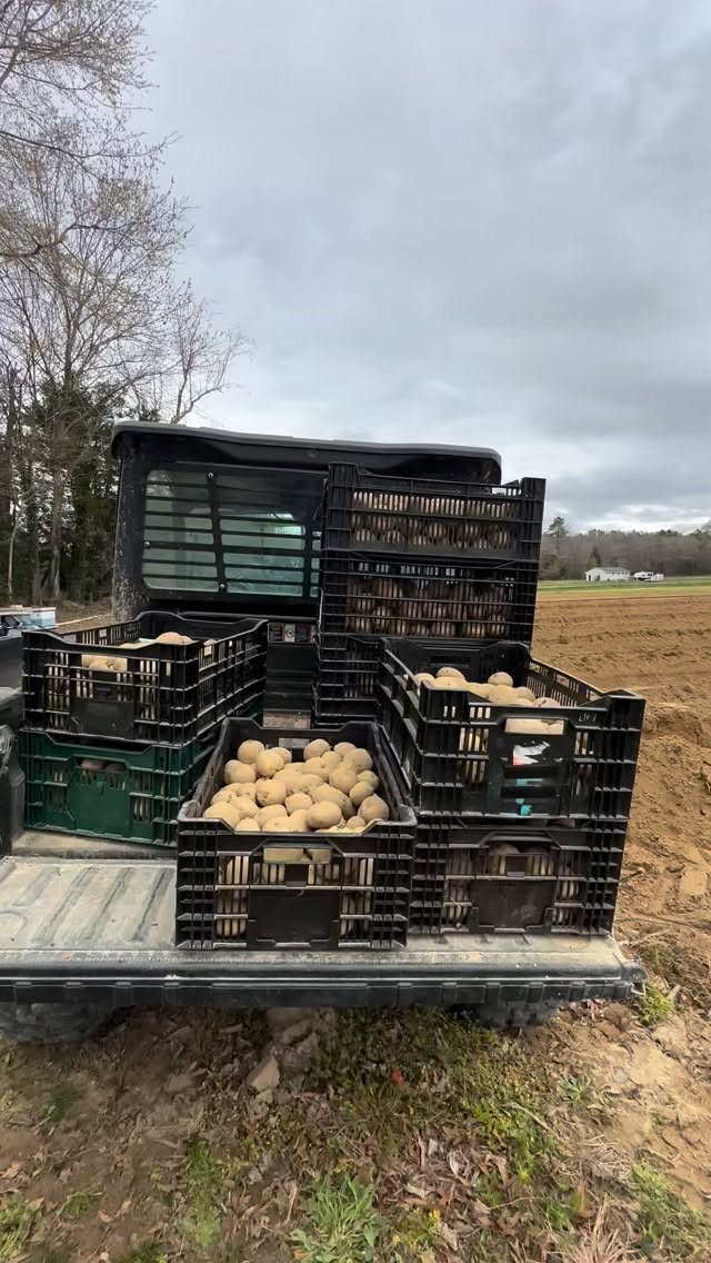 prepping and planting our first round of potatoes for 2026 🥔🌧️🚜👨🏻🌾
#farmlife #greatful #blessed #thankgod
