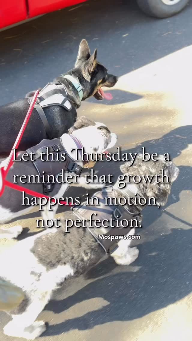 Growth happens…in motion, not perfection. #dogsofinstagram #mospaws #dogvideo