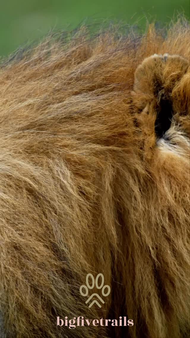The crown doesn’t lead; it protects. 🦁 There is nothing quite like the silence that falls over the savanna when the King makes his appearance. Experience the majesty for yourself.
📩 DM us to book your front-row seat to the wild.
#bigfivetrails #lion #viajestanzaniaconbigfivetrails #guiaenespañolentanzania #safari