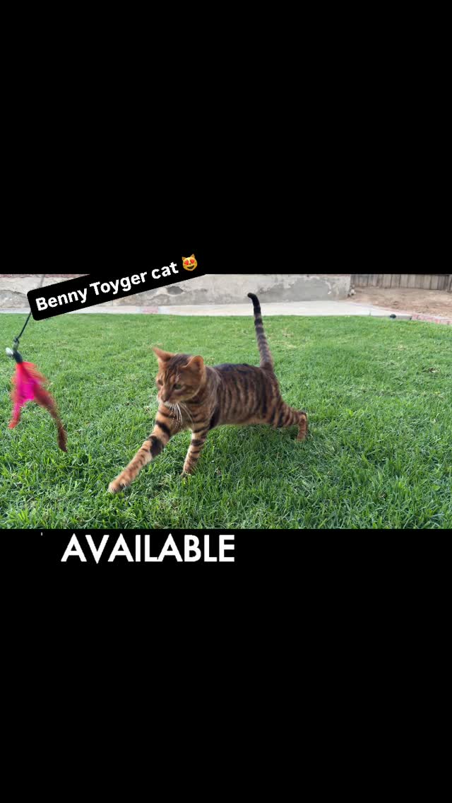 Benny is a 1 year old Toyger super beautiful male 😻 #toyger #toygercats #cat #fyp #cats