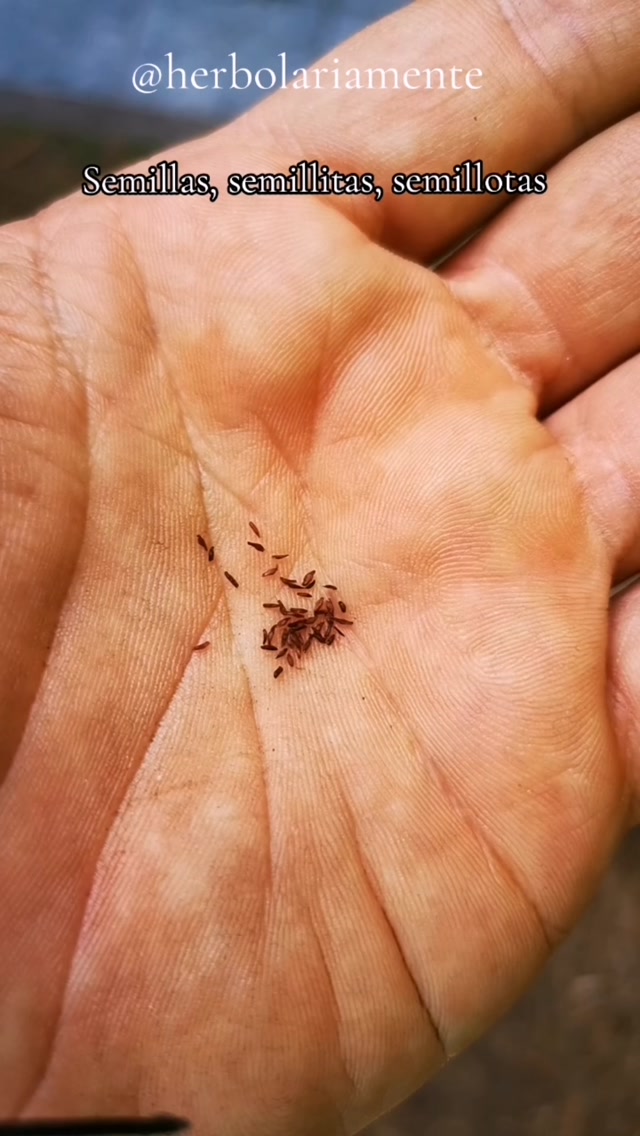 La herbolaria es más que mezclar plantas. Es vida, tiempo, cuidado e intención. Semillas, semillitas y semillotas esperando germinar.
Gracias por permitirnos vivir de lo que más amamos hacer.
#huertomedicinal #huertourbano #oficioherbolario #herbolariamexicana #herbolariamente