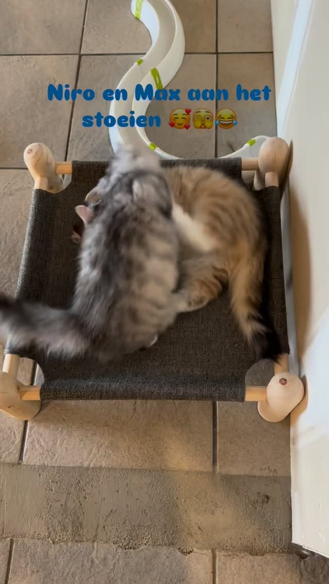 De heren aan het ravotte