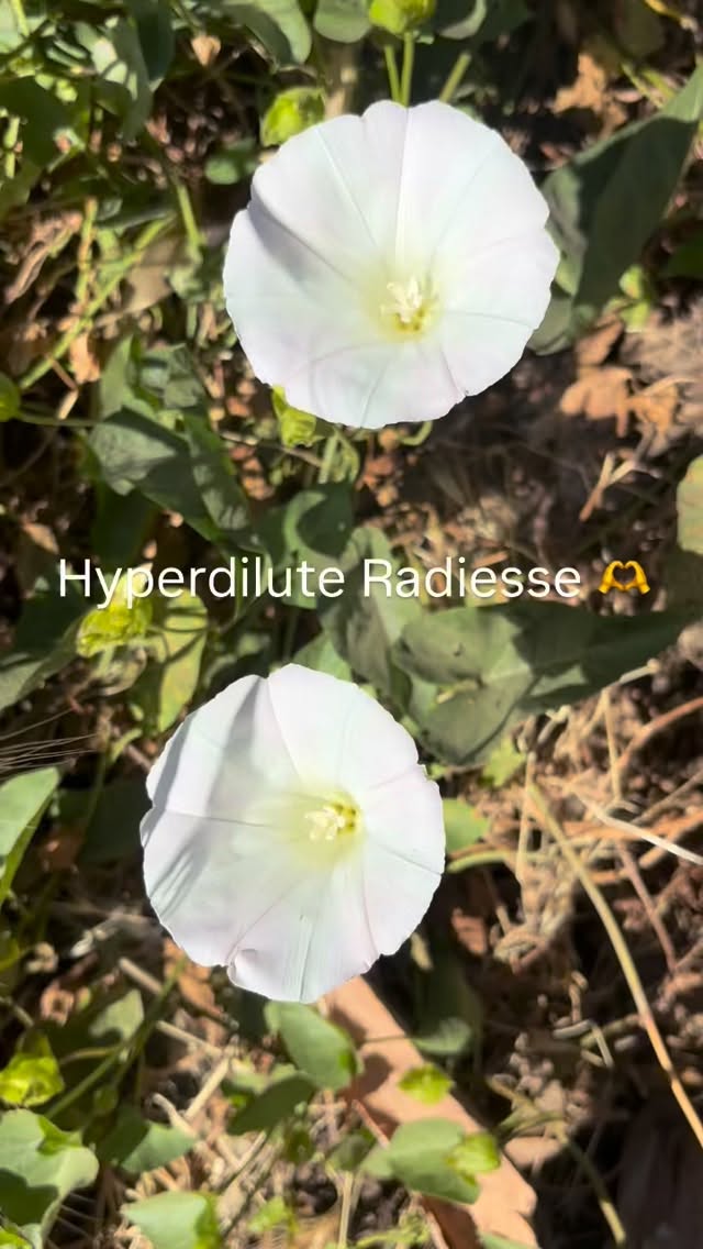 Hyperdilute Radiesse firms and smooths crepey, saggy skin by kickstarting collagen (not just adding volume). Skin booster you’ll want to try. DM for more info or appts 💋
.
.
.
.
.
#sierramedicalaesthetics #hyperdiluteradiesse #threeriversbeauty #sequoiatourism