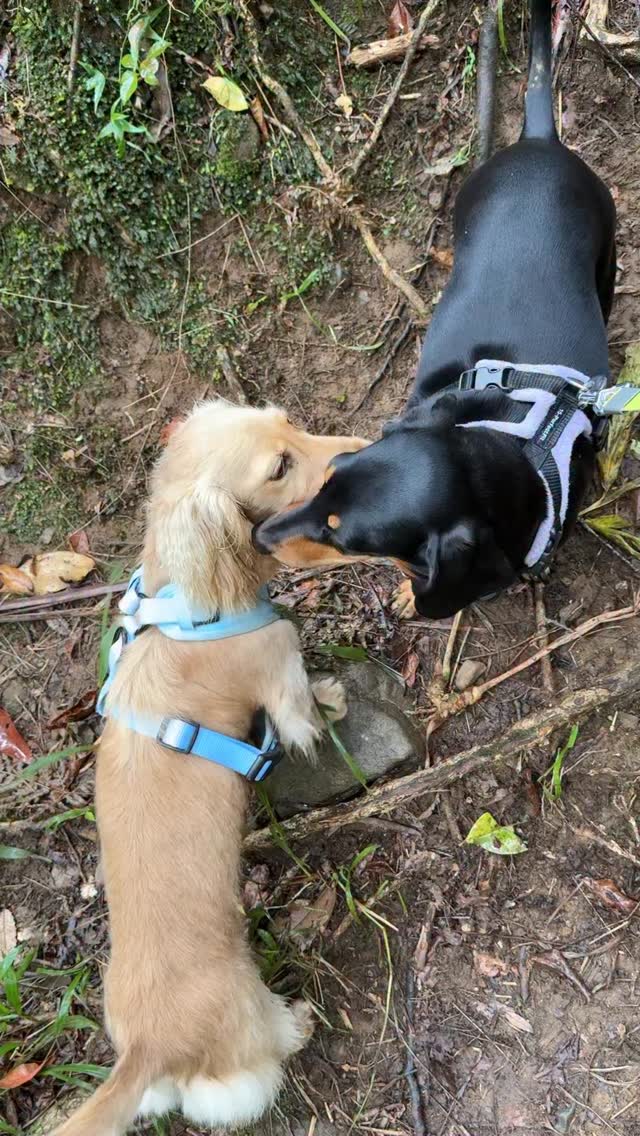 Just a rainy Tuesday ☔️ All the little dogs are just chilling and sniffing butts while the big dogs are the equivalent of a teenage mosh pit 😌