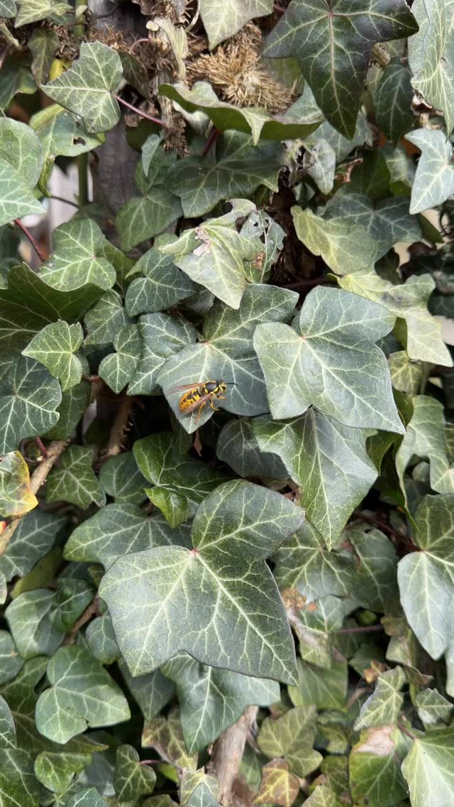 Have you checked your garden for any pollinators? 🐝🪻🌷🌻
As flowers begin to spring so will pollinators! Track who is in your garden with @inaturalistorg!
#nativebee #pollinators #bees