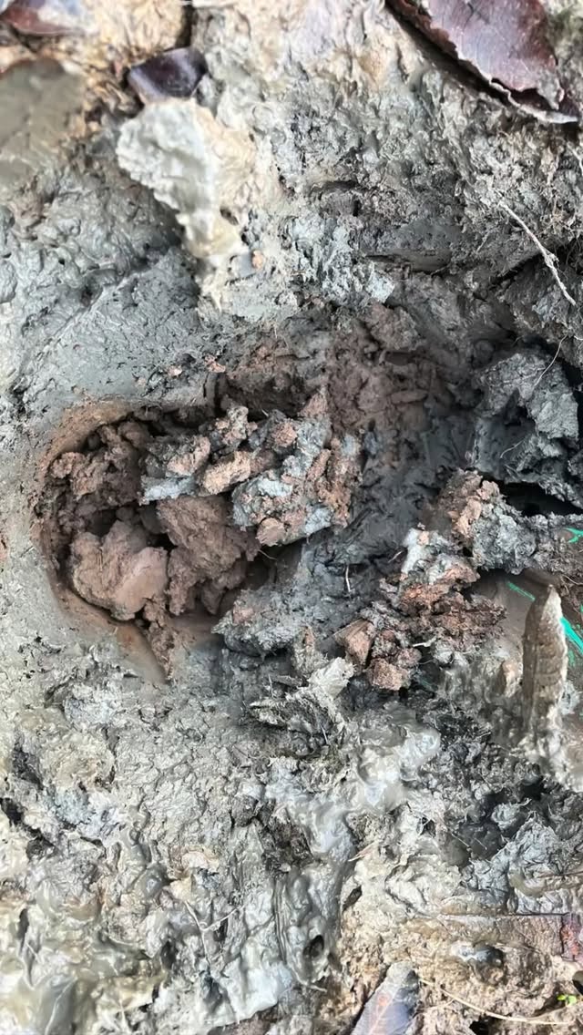 Von der Erde zur Teetasse.
Ein Stück Hamburger Erde – für deinen Tee-Moment. Handgeformt aus selbst gehobener Erde, liebevoll verarbeitet und innen transparent glasiert – damit dein Tee seine Farbe und Aromen entfalten kann.
Halte die Tasse in deinen Händen, spüre die Wärme des Materials und finde einen ruhigen Moment. Jeder Schluck wird zur kleinen Auszeit – still, bewusst, bei dir.
Ein Stück Erde in deiner Hand. Ein Moment Entspannung in deinem Alltag.
Finde deine innere ZEN·trierung. Mehr Achtsamkeit. Zurück ins Fühlen. Zurück in deine Hände. Ein stiller Weg, die mentale Gesundheit zu stärken.
CL·AY – Keramik- und ZEN·trierungsstudio in Hamburg Ottensen Im ruhigen Innenhof zwischen alten Ziegeln – aus der Erde, mit der ich heute arbeite.
Töpfern. Atmen. Ankommen. Workshops · Drehscheiben-Vermietung · Shop
Infos & Workshops: cl-ay.de
·
From earth to teacup.
A piece of Hamburg earth – for your tea moment. Hand-formed from self-harvested clay, carefully crafted and finished with a transparent glaze to let your tea’s color and aromas fully unfold.
Hold the cup in your hands, feel the warmth of the material, and find a quiet moment. Each sip becomes a small pause – still, mindful, with yourself.
A piece of earth in your hand. A moment of calm in your everyday life.
Find your inner ZEN·tering. More mindfulness. Back to feeling. Back to your hands. A quiet way to support your mental well-being.
CL·AY – ceramics & ZEN·tering studio in Hamburg Ottensen In a quiet courtyard between old bricks – made from the same earth I work with today.
Pottery. Breathe. Arrive. Workshops · Wheel rental · Shop
Info & bookings: cl-ay.de
#keramik
#handgemacht
#hamburg
#achtsamkeit
#mentalhealth