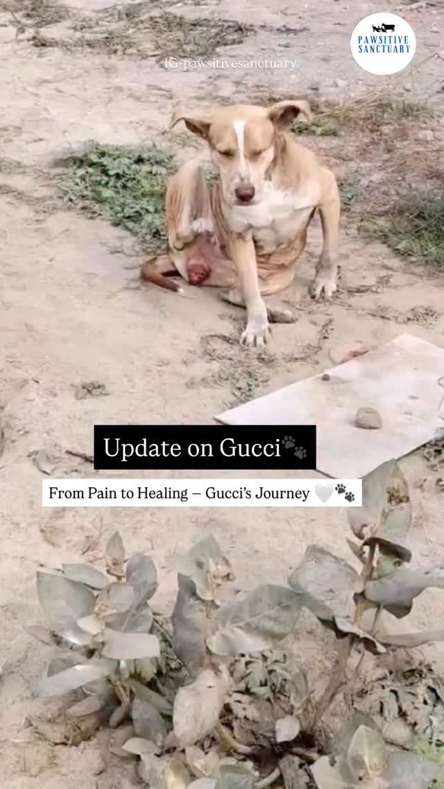 Update on Gucci š¾š¤
From pain to healing⦠Gucci has come a long way š
When Gucci first came to us, she was in severe distress ā continuously licking her vaginal area, with visible bleeding. After examination, she was diagnosed with TVT (Transmissible Venereal Tumor), a painful condition caused mainly due to uncontrolled mating among unsterilized dogs.
But today, we have good news š¤
Gucciās tumor has completely healed, and she has also been successfully sterilized š¶āØ
This journey is a reminder of how important sterilization is. If Gucci had been sterilized earlier, she could have been protected from this painful disease. Sterilization not only prevents such conditions but also helps control the suffering of countless stray animals.
Gucci is now safe, healthy, and full of love ā just the way she always deserved to be šš¾
Thank you to everyone who supported her journey. Please continue supporting us so we can help more babies like Gucci š¤š
#RescueDog#DogRecovery#SterilizationMatters#BeTheirVoice#AnimalRescue š¾š¤