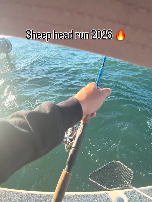 #louisiana #sheephead #cocodrie #louisianalivin www.Capt-Tim.xom