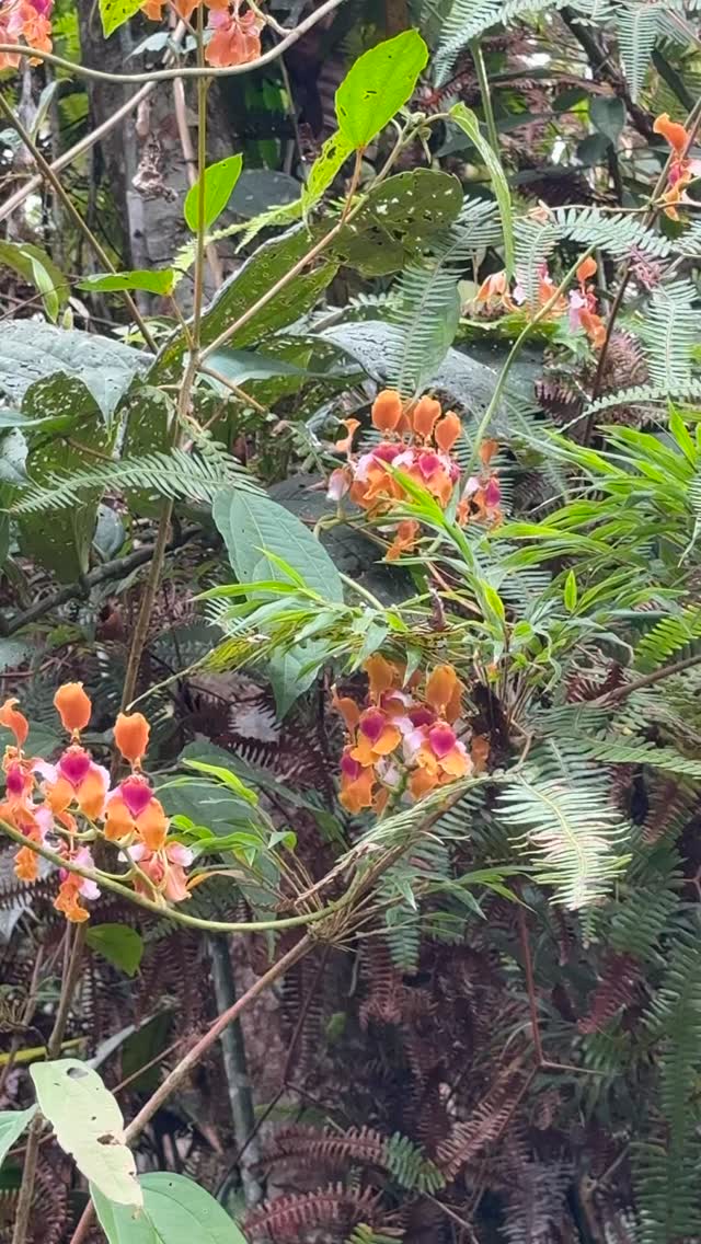 Bella orquídea silvestre que encontré hoy mientras limpiaba los senderos del bosque: Cyrtochilum volubile
#orquideas #cyrtochilum #orquideasilvestre #oxapampa